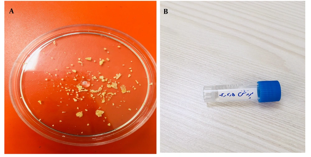 A, Dentin derivative signal (DDS) in culture media plate; B, DDS solved in alcohol and water A, Dentin derivative signal (DDS) in culture media plate; B, DDS solved in alcohol and water