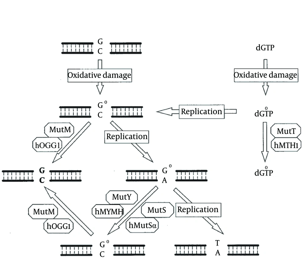 8-OxoG Repair in E. coli and Humans. In E. coli, MutT, MutM, and MutY are involved in defending against the mutagenic effects of 8-oxoG lesions. The MutT protein hydrolyzes 8-oxo-dGTP (dG°TP) to 8-oxo-dGMP (dG°MP) and pyrophosphate. GO (G°) in DNA can be derived from oxidation of guanine or the misincorporation of dG°TP during replication. MutM glycosylase removes GO adducts while it is paired with cytosine. When C/GO is not repaired by MutM, adenines are frequently incorporated in opposite GO bases by DNA polymerase III during DNA replication. A/GO mismatches are repaired to C/GO by the MutY-dependent or MutS-dependent pathway. Cells defective in the MutM, MutY, and MutS repair pathways will have high mutation frequency of G:C to T:A transversions. Human MutY glycosylase homolog (hMYH), 8-oxoG glycosylase (hOGG1), MutT homolog (hMTH1), and MutS homologs (hMutSα), function like their E. coli homologs to protect the cell from the mutagenic effects of 8-oxoG. A dysfunctional MUTYH protein increases the occurrence of somatic G > T transversions. For instance, somatic mutations in the APC gene in MAP tumors involve almost exclusively G > T transversions, an observation that led to the discovery of the MAP syndrome. Similarly, the most prevalent KRAS2 mutation in MAP tumors is a G > T transversion at codon 12 (c.34G > T), which was reported to be present in 64% of MAP carcinomas (<a href="#A21868R17">17</a>).