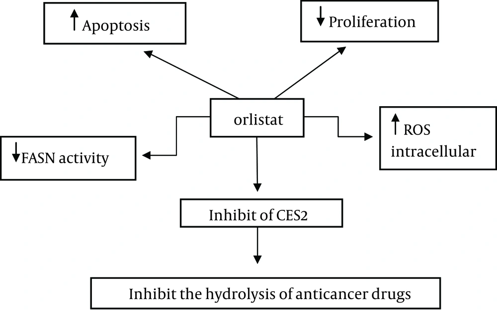 Summary of Mechanisms of Cancer Cells Growth Inhibition by Orlistat Summary of Mechanisms of Cancer Cells Growth Inhibition by Orlistat