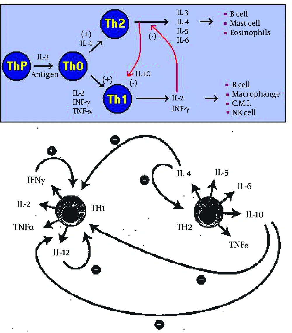 T helper (Th) Cells Associated With Cytokines Production T helper (Th) Cells Associated With Cytokines Production
