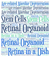 Cover image of the article: What Does Need to Generate Whole Retina in a Dish?