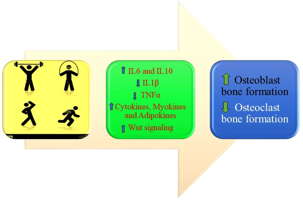 Main mechanisms involved in the effect of physical activity on bone density Main mechanisms involved in the effect of physical activity on bone density