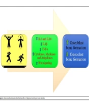 Cover image of the article: A Review of the Effects of Physical Activity (PA) on Bone Density: Relying on Iranian Studies