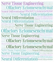 Olfactory Ectomesenchymal Stem Cells as a Potential Source in Nerve Tissue Engineering: A Letter