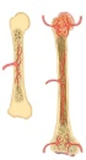 The Role of Signaling Pathway on Osteoprogenitor Cell Behavior and Bone Formation