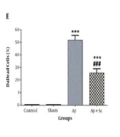 Histological and Behavioral Alterations Following hADSCs Intravenous Administration in Alzheimer’s Rat Model