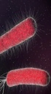 Inhibitory Effect of Biologically Synthesized Silver Nanoparticle on Growth and Virulence of E. coli