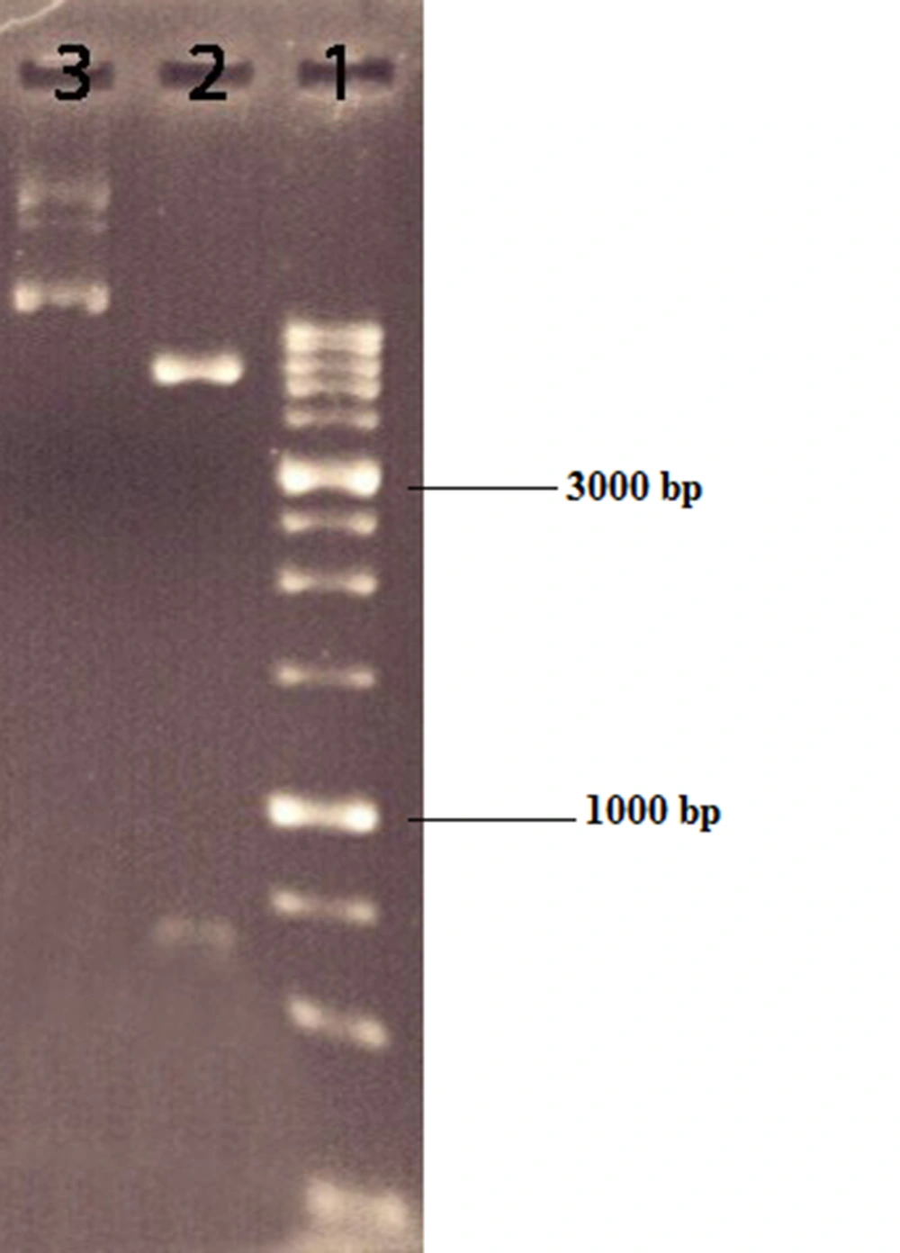 pOptiVEC digested with NotI and XbaI restriction enzymes. Lane 1, DNA ladder 1 kb; lane 2, pOptiVEC digested with NotI and XbaI; lane 3, uncut plasmid pOptiVEC. pOptiVEC digested with NotI and XbaI restriction enzymes. Lane 1, DNA ladder 1 kb; lane 2, pOptiVEC digested with NotI and XbaI; lane 3, uncut plasmid pOptiVEC.