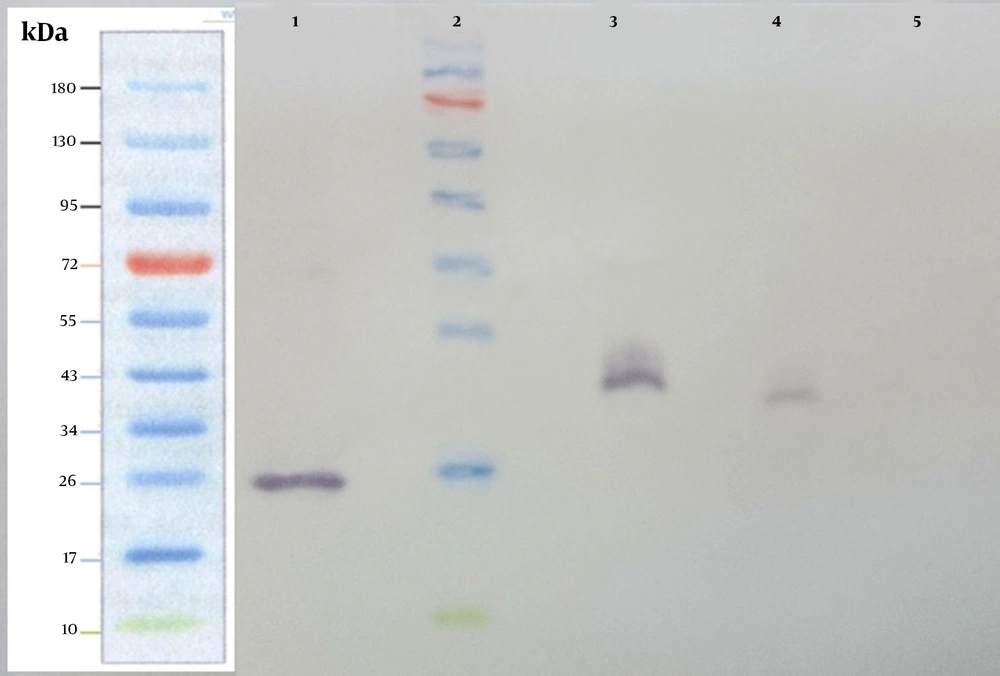 Western blot analysis was carried out on the supernatant collected from stably transfected CHO-K1. Supernatants from stably transfected and untransfected CHO-K1 cells were harvested and subjected to SDS-PAGE and western blot analysis using the anti-hIFN-β primary antibody. Lane 1, recombinant hIFN-β produced by <i>Escherichia coli</i>; lane 2, the Fermentase pre-stain protein ladder; lane 3, standard Cinnovex hIFN-β expressed by CHO cells; lane 4, the supernatant from stably transfected CHO-K1 cells; lane 5, supernatant from untransfected cells. Western blot analysis was carried out on the supernatant collected from stably transfected CHO-K1. Supernatants from stably transfected and untransfected CHO-K1 cells were harvested and subjected to SDS-PAGE and western blot analysis using the anti-hIFN-β primary antibody. Lane 1, recombinant hIFN-β produced by <i>Escherichia coli</i>; lane 2, the Fermentase pre-stain protein ladder; lane 3, standard Cinnovex hIFN-β expressed by CHO cells; lane 4, the supernatant from stably transfected CHO-K1 cells; lane 5, supernatant from untransfected cells.