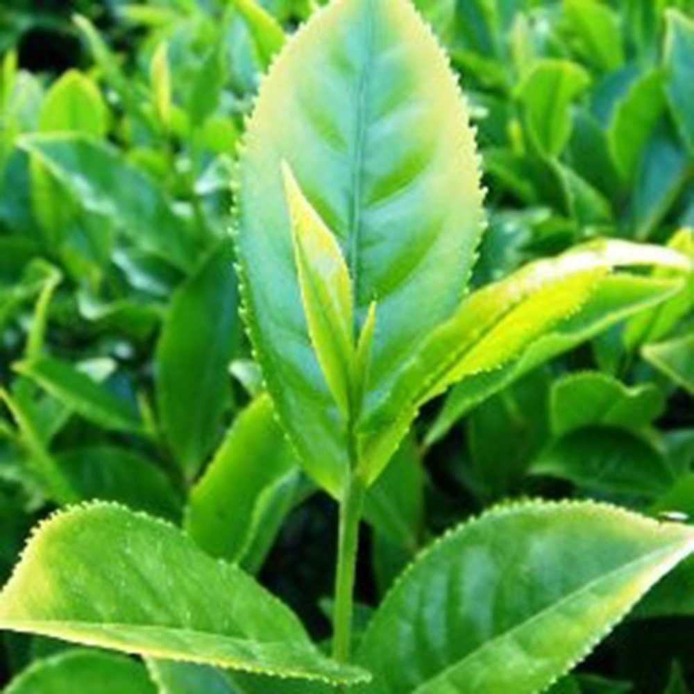 glutathione s transferase detoxification Glutathione Homeostasis and Functions: Potential Targets for Medical  Interventions - Lushchak - 2012 - Journal of Amino Acids