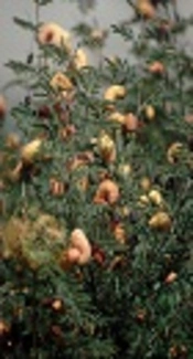Effects of <i>Prosopis farcta</i> fruit Hydroalcoholic Extract on Serum Concentrations of Glucose and Lipids in Insulin Resistance Model of Rats
