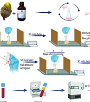 The Biochemical Effects of Hydroalcoholic Extract of Quercus brantii Fruit on Morphine-Induced Amnesia in the Presence and Absence of Cholinergic Muscarinic Receptors in Adult Male Mice