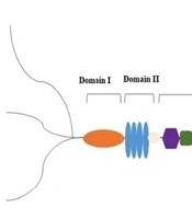 Schwartz–Jampel Syndrome Type 1 in a Balouch Patient: A Novel Compound Heterozygous HSPG2 Variant Revealed by Whole-Exome Sequencing