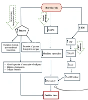 Oxidative Stress and Metabolic Memory in Diabetes: Focus on the Role of Exercise