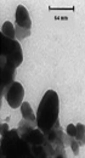 Biosynthesis of Antibacterial Silver Nanoparticles by Endophytic Fungus <i>Nemania</i> sp. Isolated From <i>Taxus baccata </i>L. (Iranian Yew)