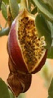 Effect of Extracts of Capparis spinosa, Withania somnifera and Peganum harmala on Aspergillus flavus Growth and Expression of Major Genes in Aflatoxin Biosynthetic Pathway