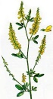 Sophora pachycarpa Root Extract Improves Testicular Damage in Carbon-Tetrachloride Intoxicated Rats