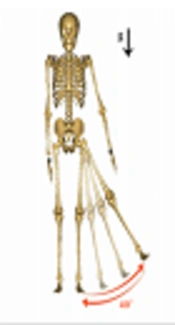 Biomechanical Modeling of Hip Abduction Exercise Using Optimized Inverse Dynamics