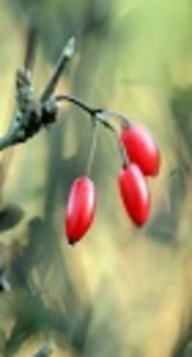Scolicidal Effects of Barberry (Berberis vulgaris), Wild Rue Seed (Peganom harmala) and Shirazian Thyme (Zataria multiflora) Extracts on Protoscolices of Hydatid Cysts