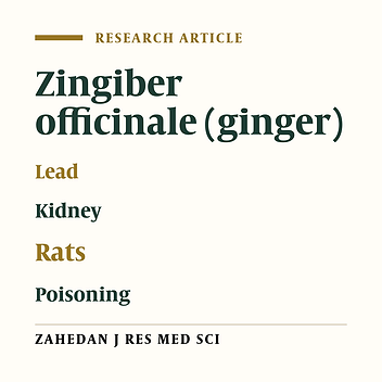 The Effects of Hydro-Alcoholic Extract of Zingiber Officinale on Prevention from Plumbism in Kidney Tissue of Neonatal Rats