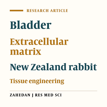 Histological Study of Interaction between Blastema Tissue and Decellularized Three -Dimensional Matrix of Bladder