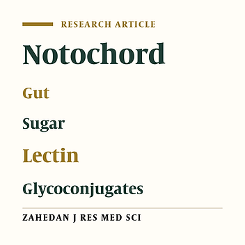 Distribution of some Glycoconjugates in the Notochord and Developing Gut during Early Morphogenesis in Balb/c Mouse Embryos